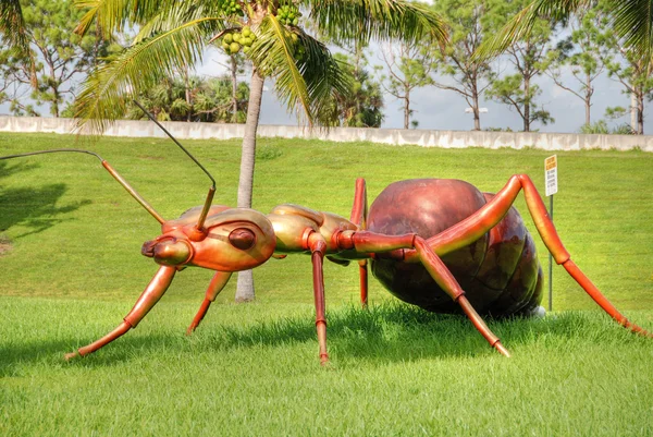 거 대 한 개미, 웨스트 팜 비치, 플로리다 1 월 — 스톡 사진