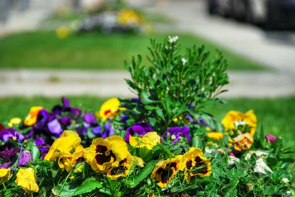 Flores en una plaza toscana, Italia, Marzo —  Fotos de Stock