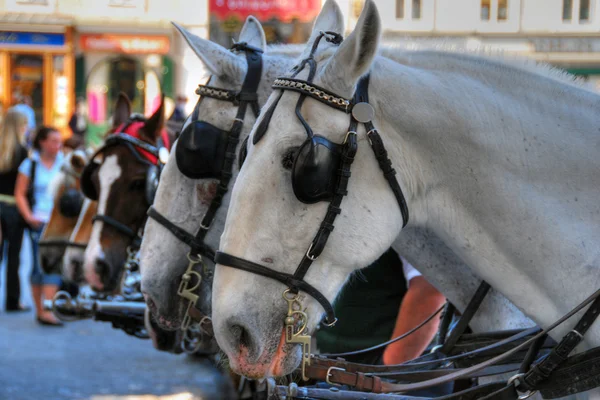 Hevosia Salzburgissa, Itävalta, huhtikuu 2007 — kuvapankkivalokuva