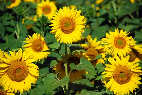 Sunflowers Field, Tuscany, July 2007 — Stock Photo, Image