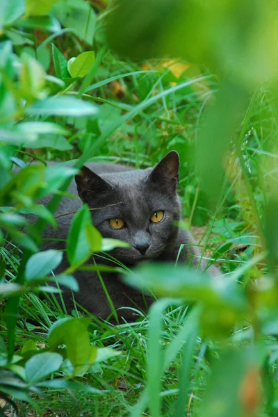 Stock image Yellow-Eyed Cat, Tuscany, Italy, July 20