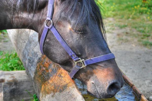 Лошадь в Валь-Висденде, Доломиты, Италия , — стоковое фото