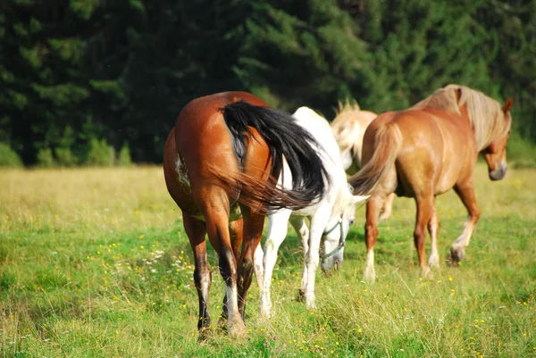 Paard in val visdende, Dolomieten, Italië, — Stockfoto