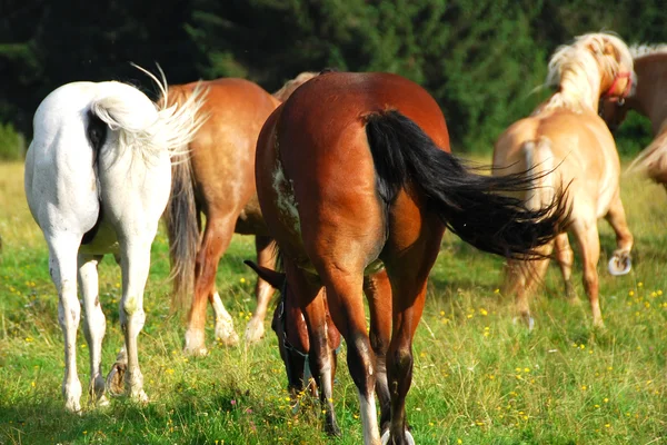 Paard in val visdende, Dolomieten, Italië, — Stockfoto