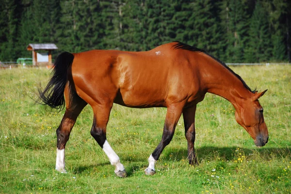 Koń w doliny val visdende, Dolomity, Włochy, — Zdjęcie stockowe