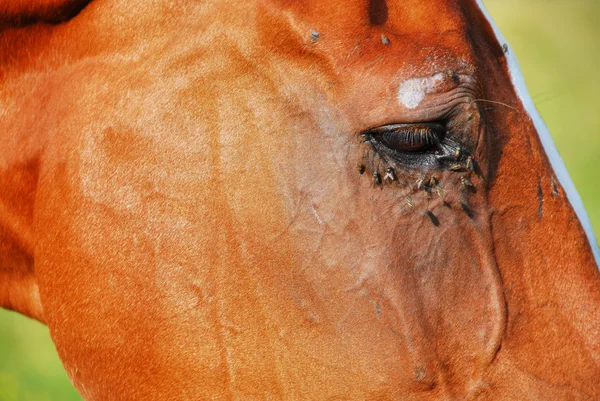 Häst i val visdende, Dolomiterna, Italien, — Stockfoto