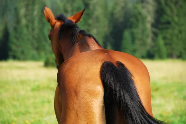 Άλογο στην val visdende, Δολομίτες, Ιταλία, — Φωτογραφία Αρχείου