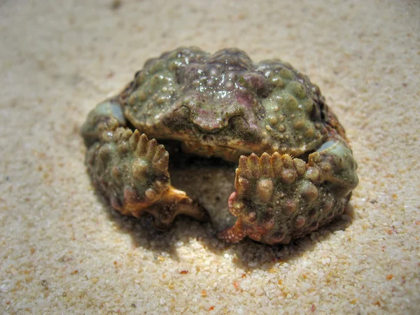 Defensive Crab, Koh Samui, Thailand, Aug — Stock Photo, Image