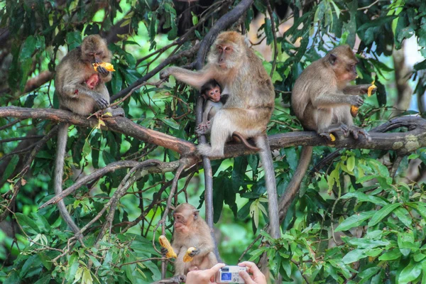Σκέψης, μαϊμού, changmai, Ταϊλάνδη, Αυγ — Φωτογραφία Αρχείου