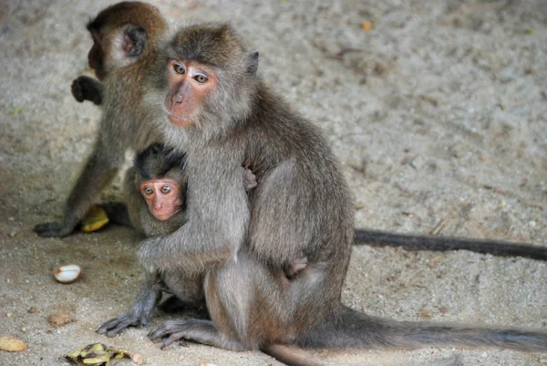 Thinking Monkey, Changmai, Thailand, Aug — Stock Photo, Image