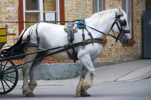 Häst i quebec, 2008 — Stockfoto