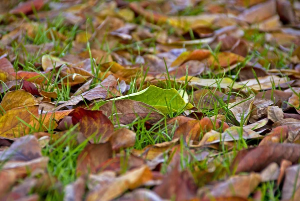 Πεσμένα φύλλα σε ένα tuscan κήπο, 2008 — Φωτογραφία Αρχείου