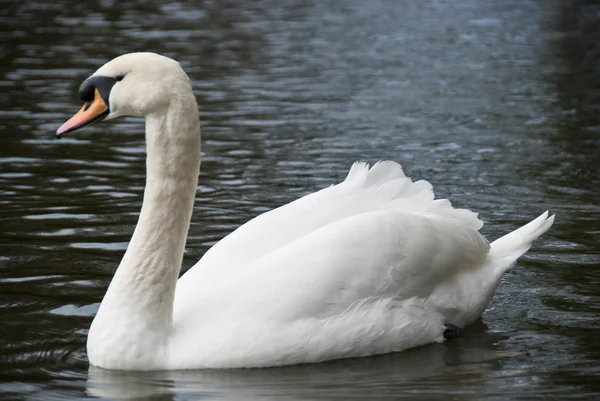 白鳥の湖のダブリン、2009 年 2 月中 — ストック写真