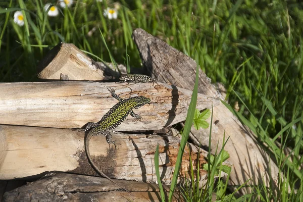 Running Lizards, Pisa, Itália, maio de 2009 — Fotografia de Stock