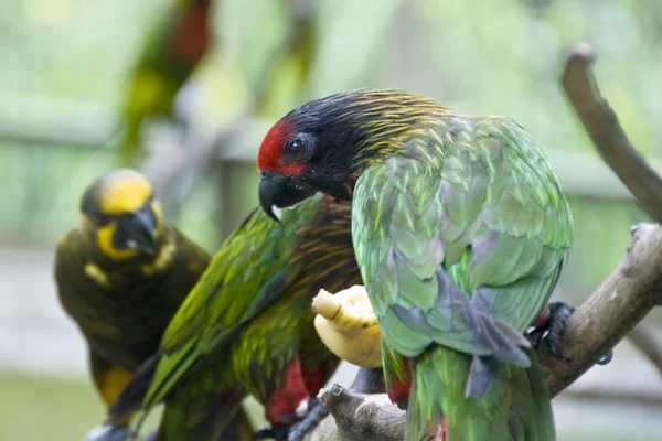 Πουλιά στην Κουάλα Λουμπούρ πάρκο πουλιών, 2009 — Φωτογραφία Αρχείου
