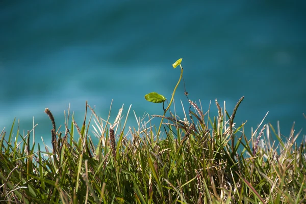 Gras an der Küste der Byron Bay, Australien, 200 — Stockfoto