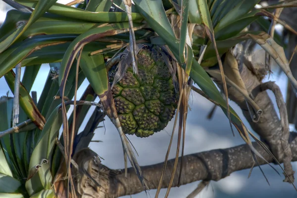 Strange Fruit, Byron Bay, Австралия, 200 — стоковое фото