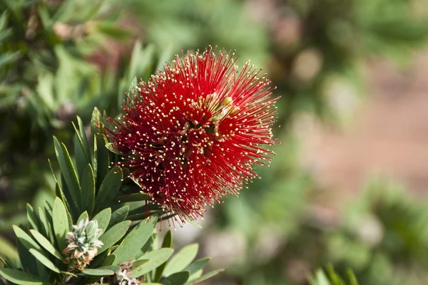 Цветы в Нусе, Австралия, Август 2009 — стоковое фото