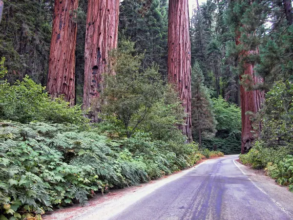 Θέα από το εθνικό πάρκο sequoia — Φωτογραφία Αρχείου