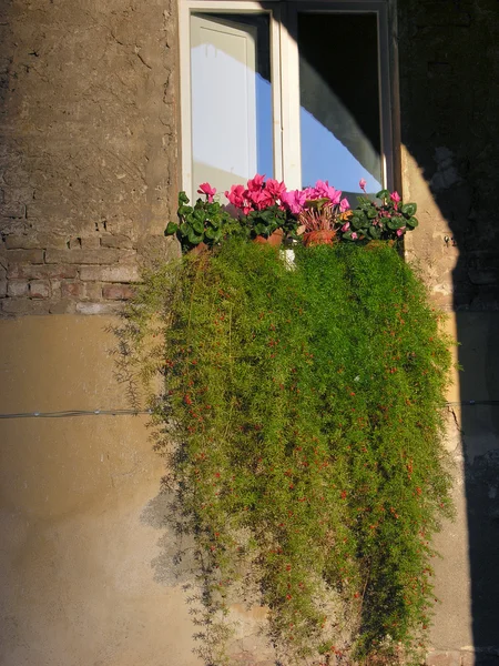 Bloemen op de venster, siena, Toscane, ik — Stockfoto