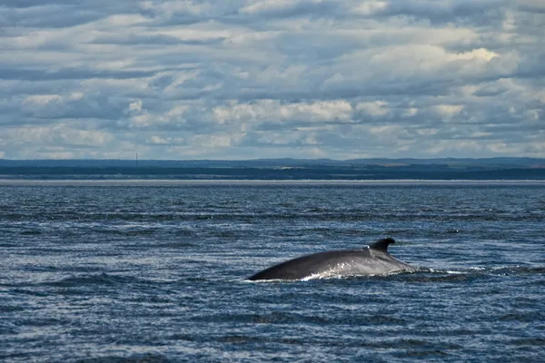 stock image Whale Search, Tadoussac, Canada