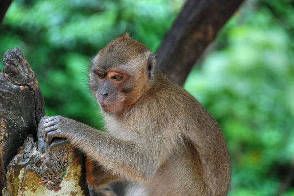 8 月タイ、チェンマイ、猿を考えてください。 ロイヤリティフリーのストック写真