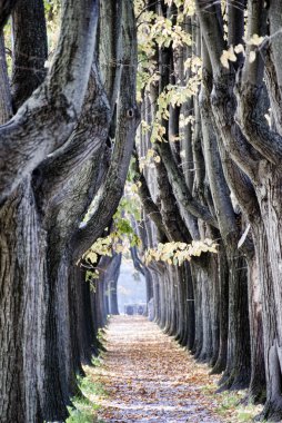 Tree outside Lucca, Italy clipart