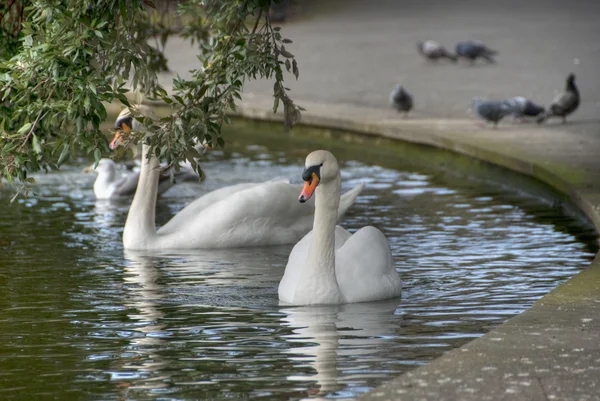Swan i en park i dublin, Irland, 2009 — Stockfoto