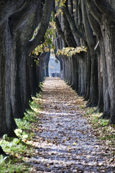 Tree outside Lucca, Italy — Stock Photo, Image