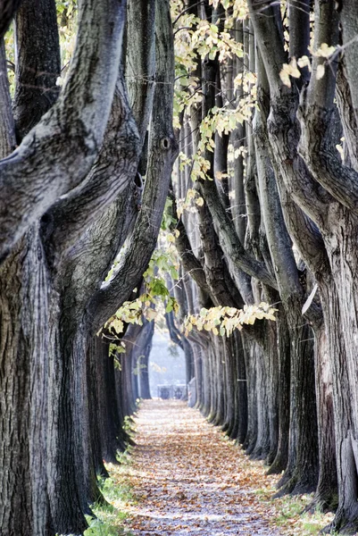 卢卡，意大利以外的树 — 图库照片