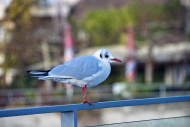 Friedrichshafen, Almanya, Noel zamanı