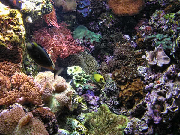 Chicago Aquarium, Illinois, 2005 — Stockfoto
