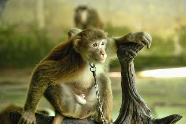 Monkey near Changmai, Thailand — Stock Photo, Image