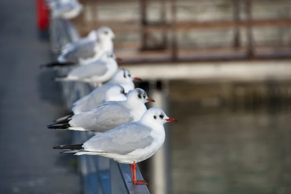 Birds in Friedrichshafen, Germany — Stock Photo, Image