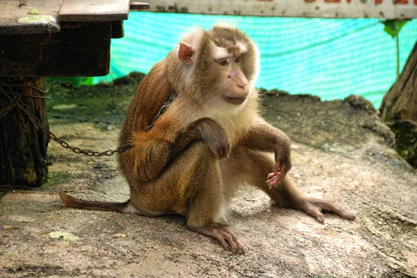 Μαϊμού κοντά changmai, Ταϊλάνδη — Φωτογραφία Αρχείου