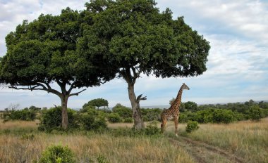 kenya, Afrika'nın detay