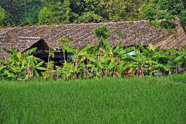 changmai, Tayland