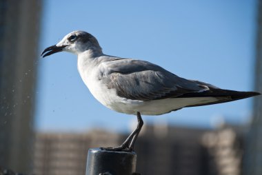 Miami, Florida