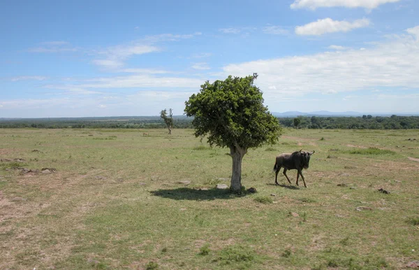 Dettaglio del Kenya, Africa — Foto Stock