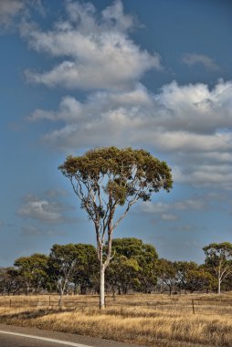 Countryside of Queensland, Australia clipart