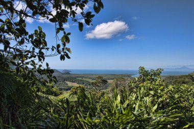 Detail of Daintree National Park clipart