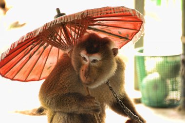 Monkey near Changmai, Thailand clipart
