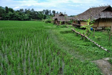 changmai, Tayland