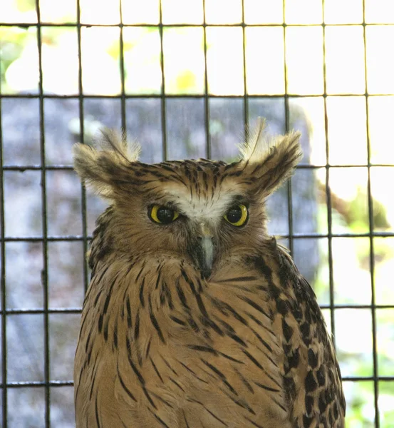 stock image Birds Park in Kuala Lumpur