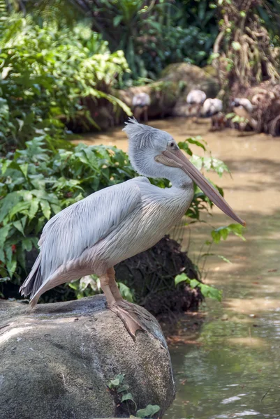 Парк птахів в Куала-Лумпурі — стокове фото