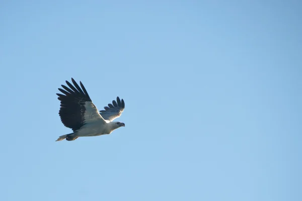 Орел на островах Уитсандэй — стоковое фото