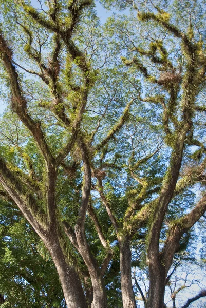 Baum des daintree Nationalparks — Stockfoto