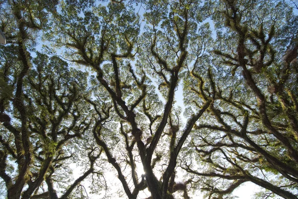 Träd i daintree nationalpark — Stockfoto