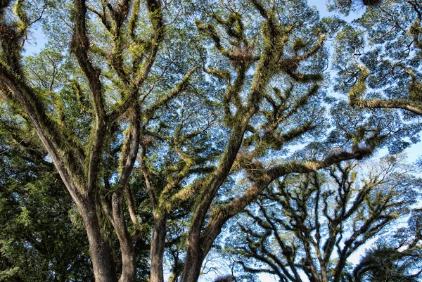 डेन्ट्री राष्ट्रीय उद्यान वृक्ष — स्टॉक फोटो, इमेज