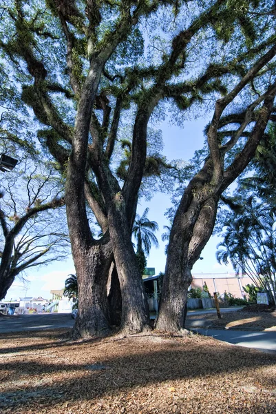 Träd i daintree nationalpark — Stockfoto